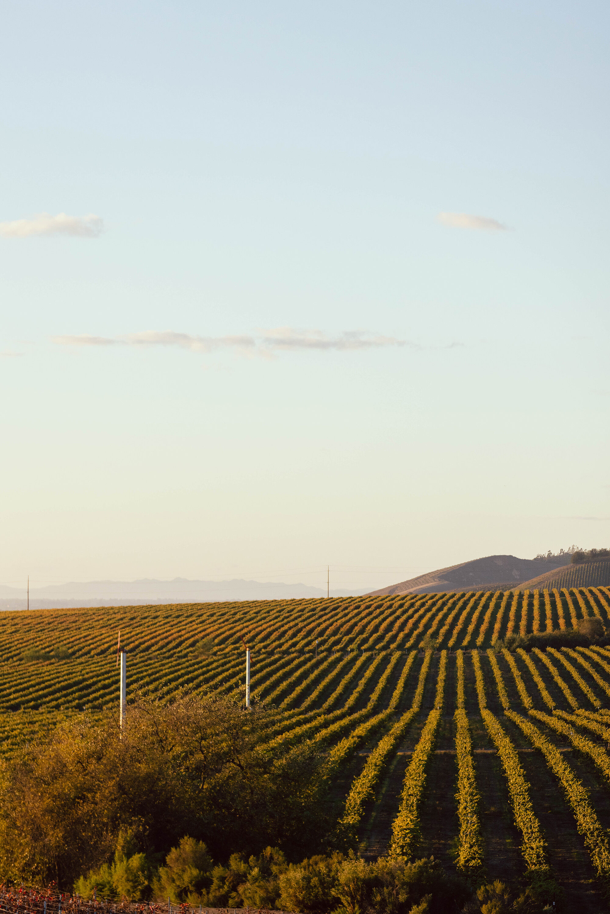 Tepusquet Vineyard in Santa Maria Valley
