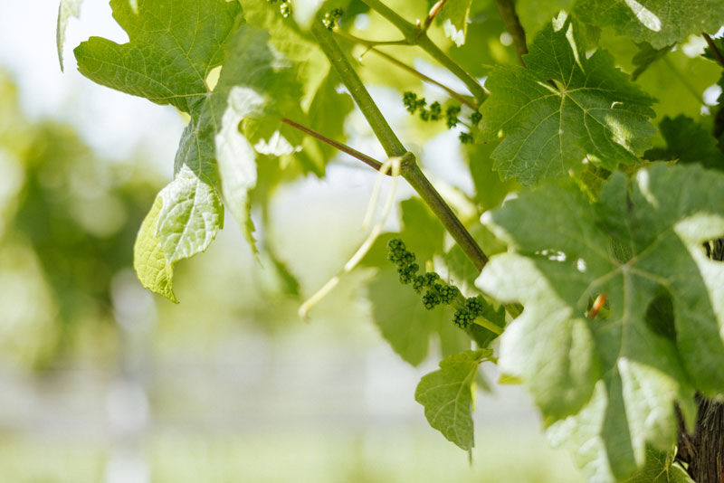 Close up of a grape vine showing the leaves and immature berries.