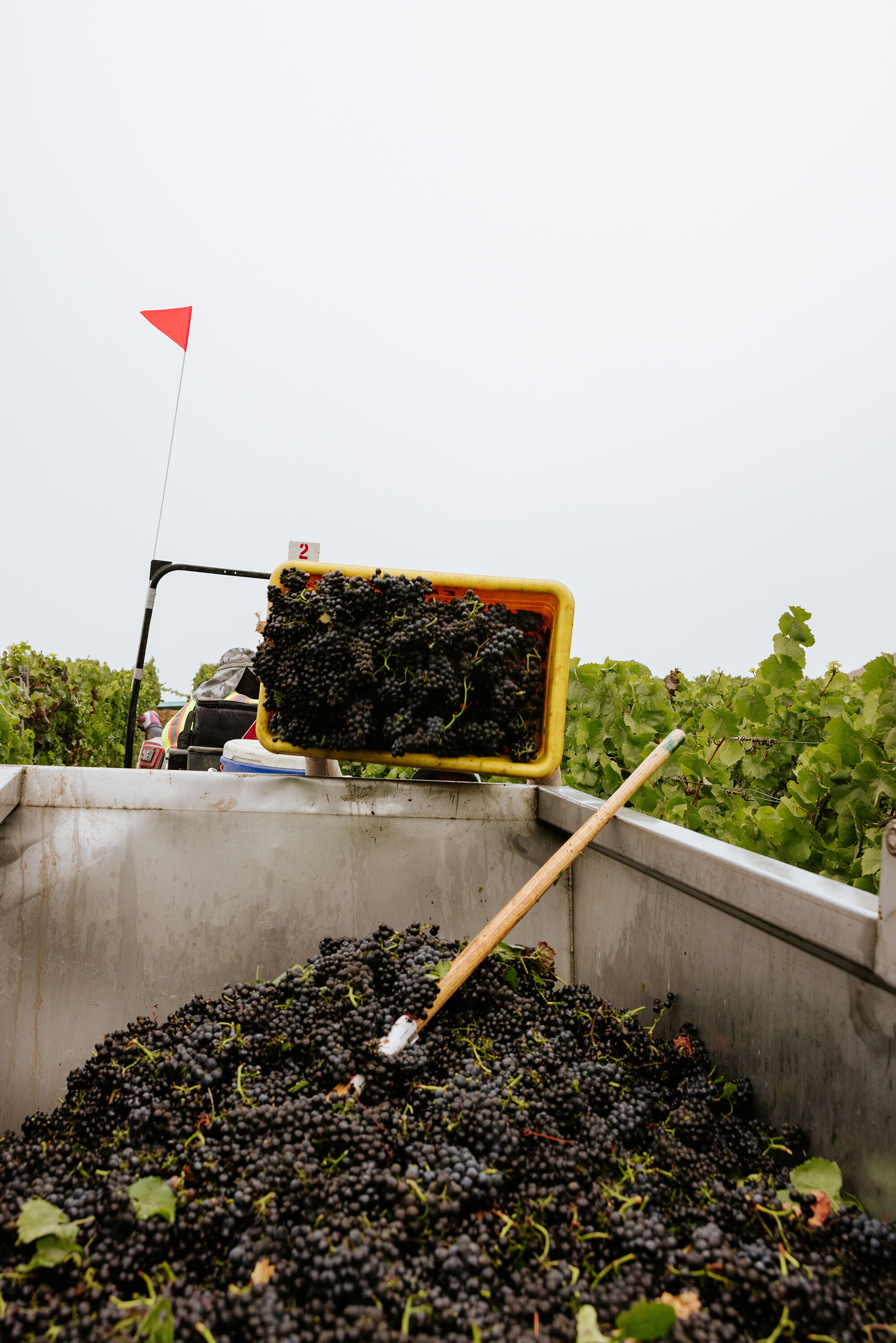 Red grapes being poured into a large metal container